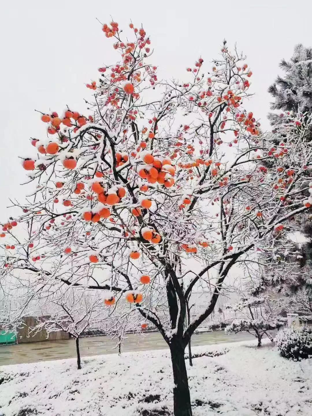 有一種堅守，叫風(fēng)雪無阻